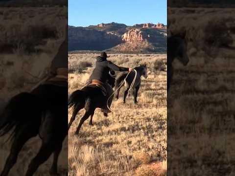 Catch him! #cowboy #rope #mustanghorse #horse #fyp