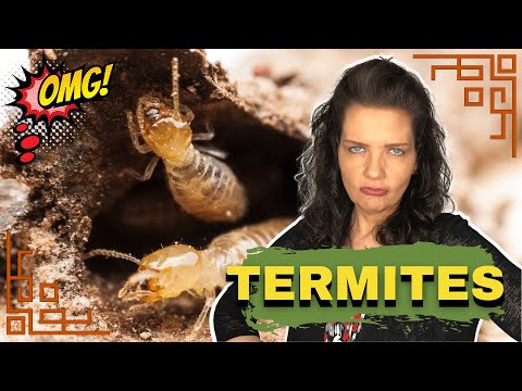 10 Tips to Protect Your Home from Termites in Georgia