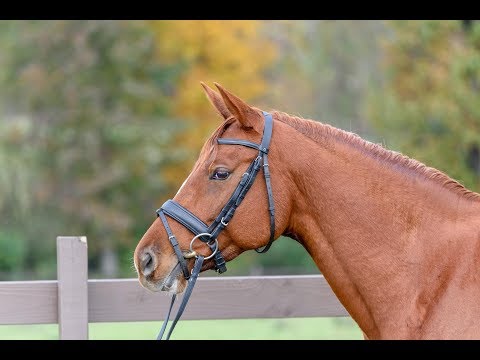 How to Teach Your Horse to Stop // Voice Commands // Horse Training Tips with Deanna Corby Dressage