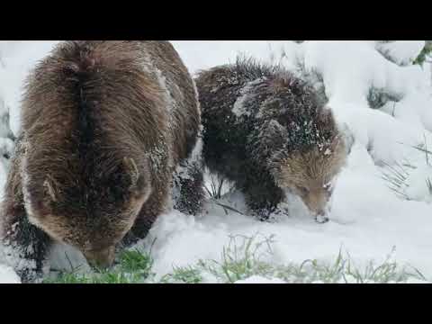 Epic Yellowstone E03 Life on the Wing full HD