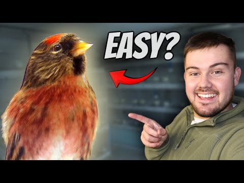 My FIRST British Bird, Redpolls! | 18/31