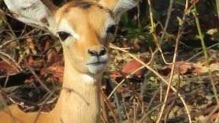 Safari in Majete Park, Malawi