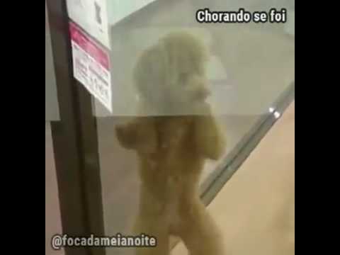 Los perros vailarines mas comicos del mundo.