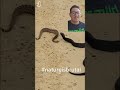 Pretty much everything eats rattlesnakes
