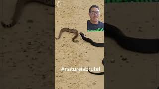 Pretty much everything eats rattlesnakes