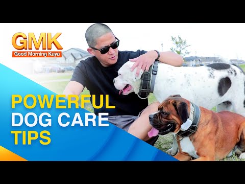 Powerful Dog Breed: Proper Care Tips | Pet Talk