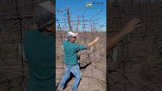 Guía Poda de Producción Sweet Aryana® PA1UNIBO cv.