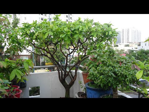 CHĂM MAI VÀNG THÁNG 3AL- 2022 .