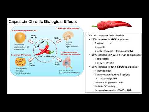 Capsaicin | Biosynthesis, Mechanism, & Metabolism