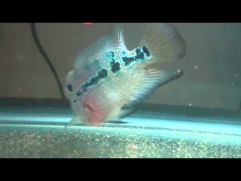 young kml flowerhorn for sale