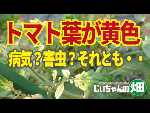 トマトの苗の葉が黄色くなりました 秋枯れ病 萎黄病の治療 天然肥料