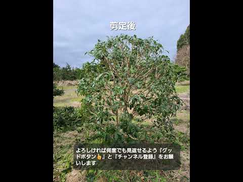 果樹の剪定：避けるべき間違いは何ですか？私たちのトップ3！  庭園