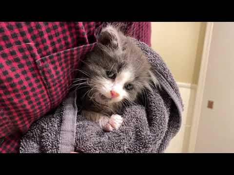 How to Safely Bathe A 5 Week Old Kitten (How To Give A Kitten A Bath)
