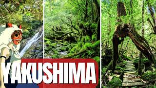 Yakushima 🇯🇵 10 Things to Do in Japan´s Forest Island