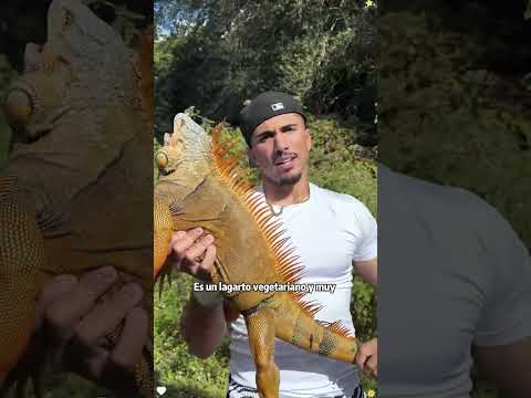 Does this lizard bite? Can I keep one as a pet?#lizard #animals