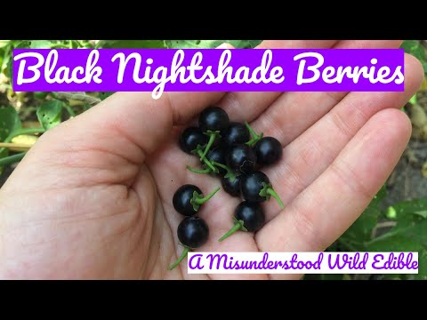 , title : 'Black Nightshade Berries: A Misunderstood Wild Edible'
