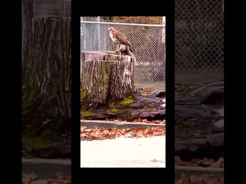 THIS HAWK WAS SERIOUS ABOUT KILLING THAN EATING THIS SQUIRREL 🐿️ 👀#hawk #shorts