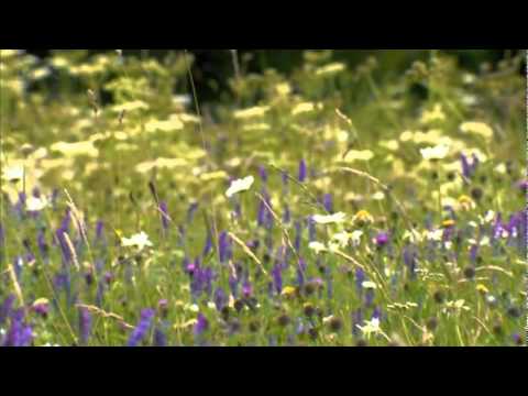 Mark Isham - The Grand parade.avi