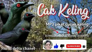Download lagu suara pikat cucak Keling/perling mp3