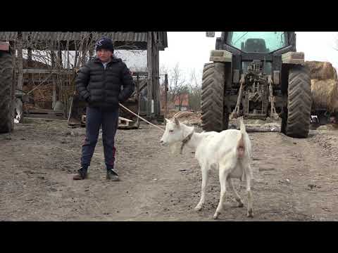 Fermierul Denis de la Craidorolt, Satu Mare 2020 Nou!!!