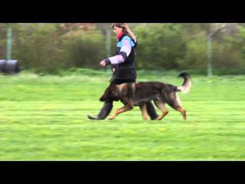 Aron - poslušnost ZM