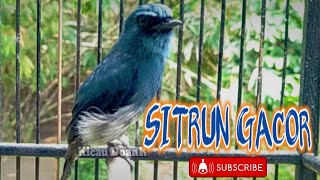 Download lagu PANCINGAN AMPUH SITRUN GACOR • SUARA HARIAN BURUNG SITRUN BIRU mp3