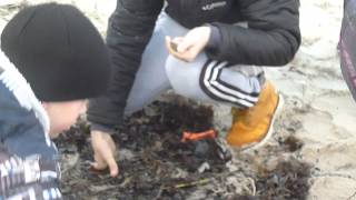 Когда в калининграде можно ловить янтарь