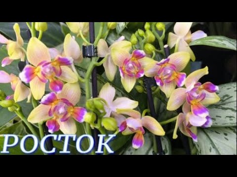 №1061/ ОБЗОР орхидей в с/ц РОСТОК .Горшки для ОРХИДЕЙ