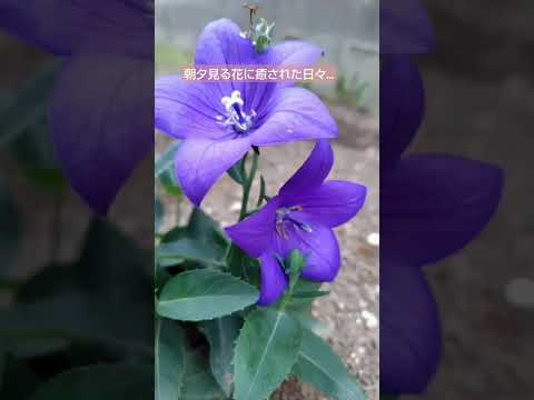灰が好きな植物は何ですか?完全なガイド  庭園