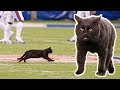 Cat on the Field Scores 50-Yd TD Run! 🐾