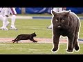 Cat on the Field Scores 50-Yd TD Run! 🐾 Cat on the Field Scores 50-Yd TD Run! 🐾