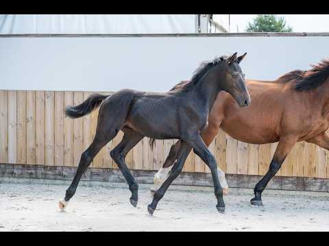 Capo Diaz Z (CODEX DIAZ Z x MOUJIK DE SOHAN) - Video 2 video thumbnail