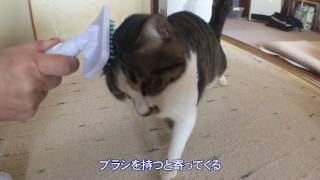 Youtube動画