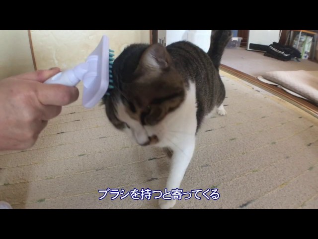 Youtube動画