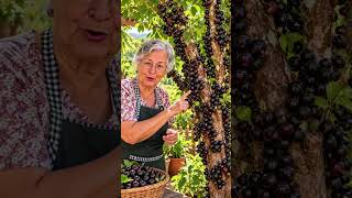 A deliciosa jabuticaba olho de boi