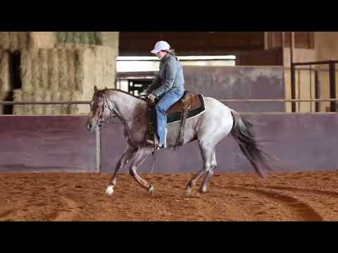 3 yo stallion by Bet Hesa Cat
