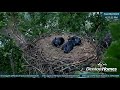 Denton Homes Nest - Nest Falls With Three Eaglets During Storm  - 5/21/24