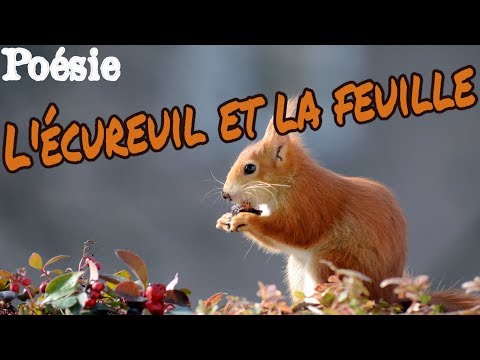 Poésie 🌰 L'écureuil et la feuille de Maurice Carême 🍁