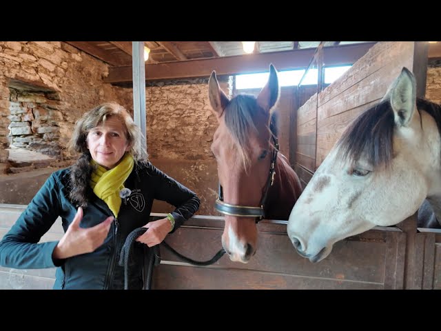 Cheval Lusitanien PP 6 ans