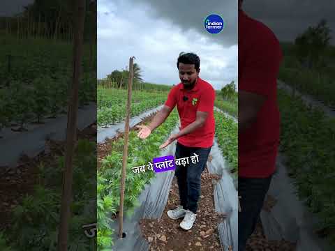 3 secrets that will give you millions 🤯🤯Marigold Farming Secrets #shorts #indianfarmer