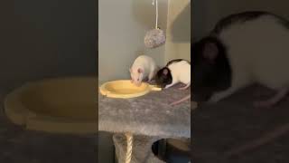 Gasping At My Pet Rats To See How They React