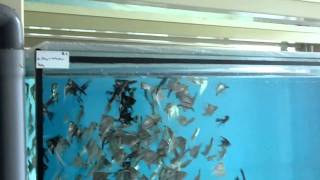preview picture of video 'Tropical Fish Farm-SLOVAK REPUBLIK part 2'