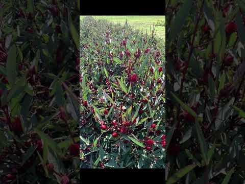 ITim UH KAN TlUNG LAI SEM NAK LUNGRAWN KHUA AH BY DIMDIm