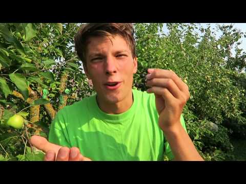 download lagu mp3 mp4 Black Currant Tastes Like, download lagu Black Currant Tastes Like gratis, unduh video klip Black Currant Tastes Like