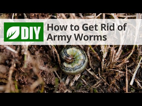  How to Get Rid of Army Worms Video 