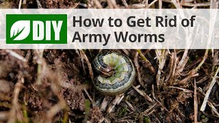 Army Worms Treatment | DoMyOwn.com