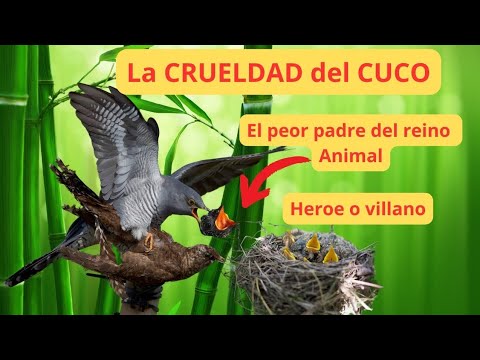 El Oscuro Secreto del Pájaro Cuco que NADIE Conoce