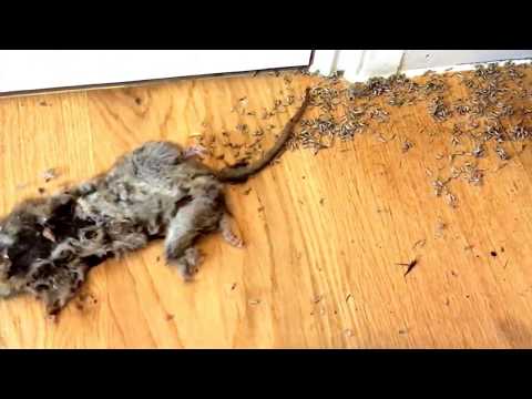 download lagu mp3 mp4 A Dead Rat, download mp3 A Dead Rat free download mp3, download mp3 A Dead Rat