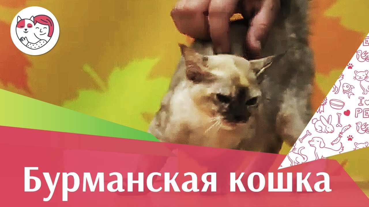 Бурманская кошка Бурма Внешний вид на ilikepet