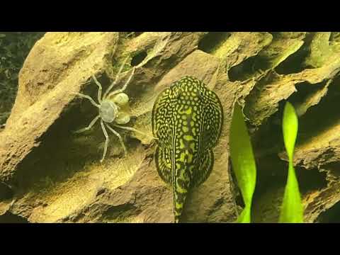 Basics of filterless aquarium keeping: the “filter” #filterless